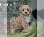 Small Maltipoo (Miniature)