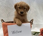 Small #2 Golden Retriever