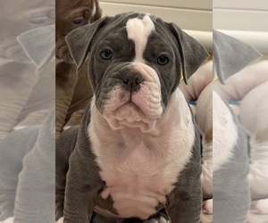 Olde English Bulldogge Puppy for sale in CARTHAGE, NC, USA