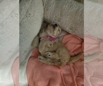 Small Photo #6 Maltipoo (Miniature) Puppy For Sale in SAN ANTONIO, TX, USA