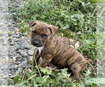 Small #1 American Bandogge mastiff