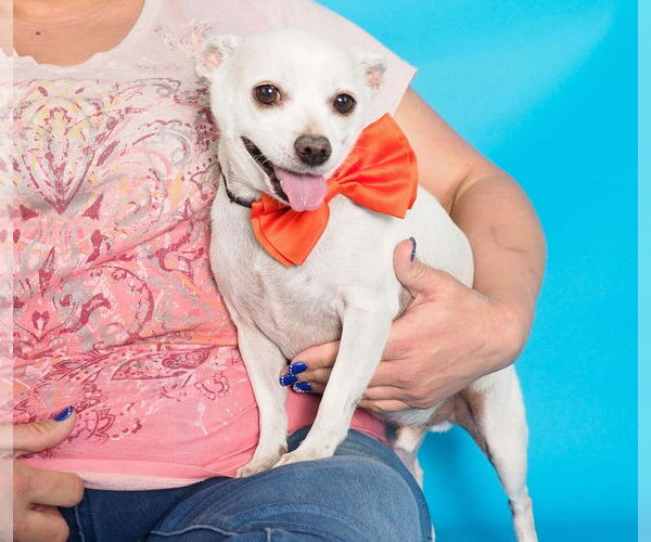Medium Photo #6 Chihuahua-Unknown Mix Puppy For Sale in phoenix, AZ, USA