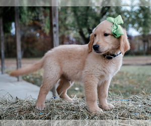 Golden Retriever Puppy for sale in LIBERTY, KY, USA