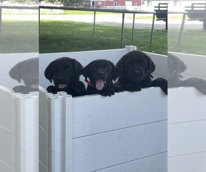 Labrador Retriever Puppy for sale in WAKARUSA, IN, USA