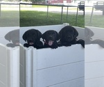 Litter of 8 - Male(s) and Female(s) Labrador RetrieverLitter of Puppies for Sale - Small photo