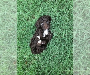 Cockapoo Puppy for Sale in BOGART, Georgia USA