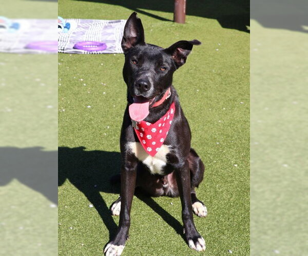 Medium Photo #18 Australian Kelpie-Unknown Mix Puppy For Sale in Rockaway, NJ, USA