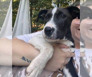 Cookie - Male Mutt Dog for Adoption - Photo #2