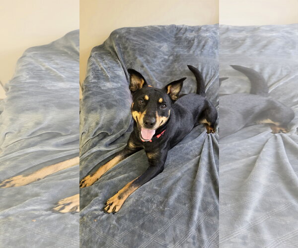 Medium Photo #4 Australian Kelpie-Unknown Mix Puppy For Sale in Rockaway, NJ, USA