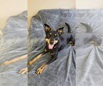 Small #3 Australian Kelpie Mix