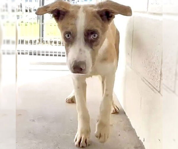 Medium Photo #3 Catahoula Leopard Dog-Labrador Retriever Mix Puppy For Sale in Houston, TX, USA