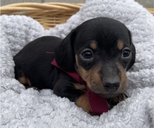 Dachshund Puppy for sale in DELTA, CO, USA
