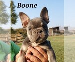 Small Photo #13 French Bulldog Puppy For Sale in AFTON, WY, USA