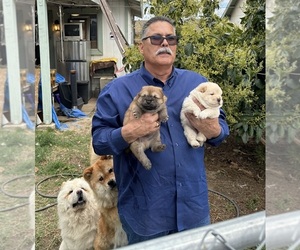 Chow Chow Puppy for sale in FONTANA, CA, USA