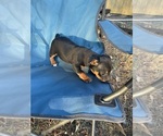 Small #1 Rat Terrier