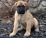 Puppy Green Girl Mastiff