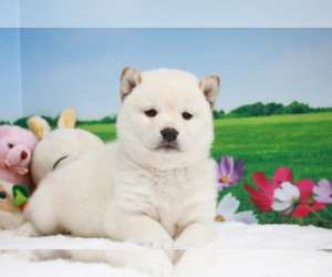 Shiba Inu Puppy for sale in LOS ANGELES, CA, USA