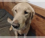 Small #4 Golden Retriever