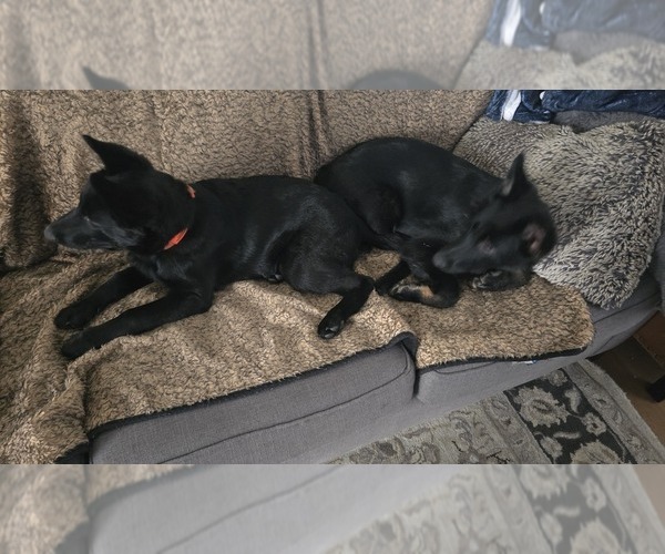 Medium Photo #4 German Shepherd Dog Puppy For Sale in WALNUT CREEK, CA, USA