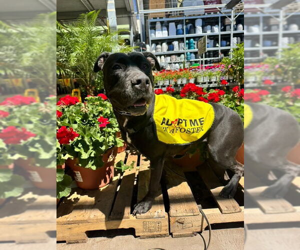 Medium Photo #5 Mutt Puppy For Sale in Chandler, AZ, USA