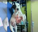 Small #4 Borador