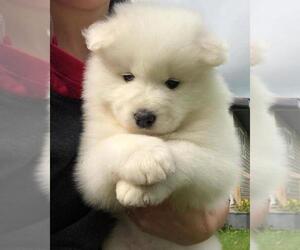 Samoyed Puppy for sale in HAYWARD, CA, USA