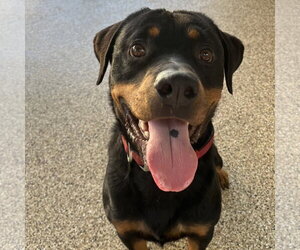 Rottweiler Dogs for adoption in Mooresville, NC, USA