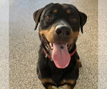 Noodles - Male Rottweiler Dog for Adoption - Small photo