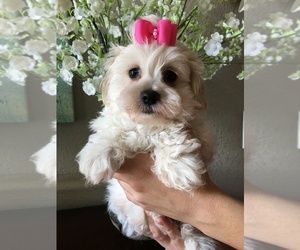 Maltipoo-Unknown Mix Puppy for sale in SARASOTA, FL, USA