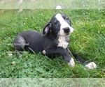 Small #1 Great Dane