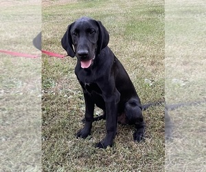 German Shorthaired Lab Puppy for sale in GOOD THUNDER, MN, USA