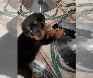 Rottweiler Puppy for sale in NILES, IL, USA