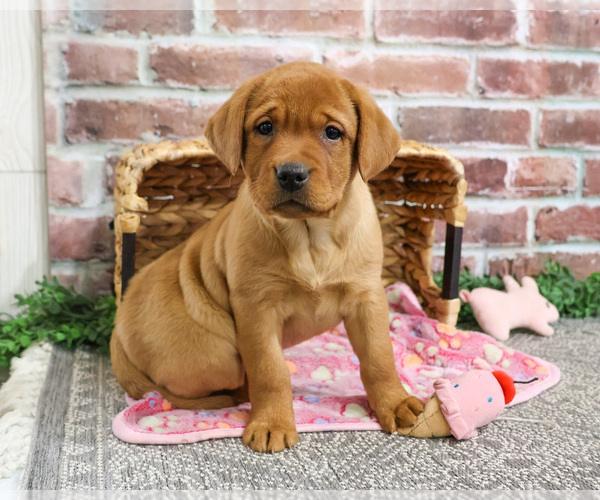 Medium Photo #8 Labrador Retriever Puppy For Sale in SYRACUSE, IN, USA
