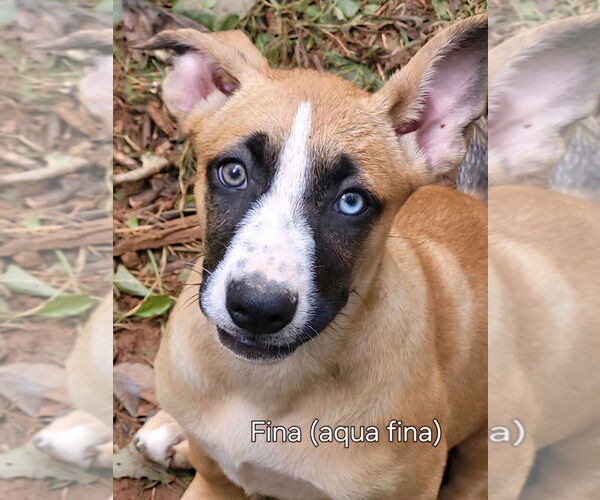 Medium Photo #4 Mutt Puppy For Sale in Ellijay, GA, USA