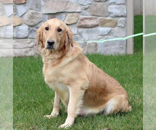 Medium Photo #1 Golden Retriever Puppy For Sale in NEWPORT, PA, USA