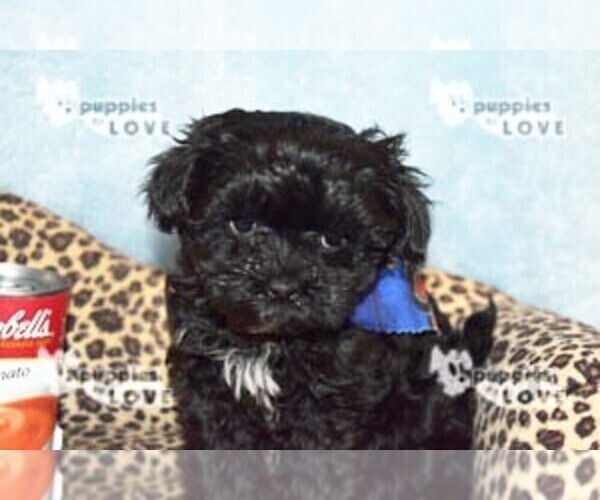 Medium Photo #11 Maltipoo Puppy For Sale in SANGER, TX, USA