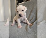 Puppy Puppy 3 American Bulldog