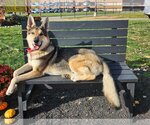 Small Photo #5 Alaskan Malamute-German Shepherd Dog Mix Puppy For Sale in Bridgewater, NJ, USA