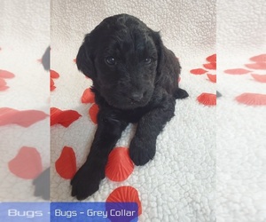 Goldendoodle Puppy for sale in AIKEN, SC, USA