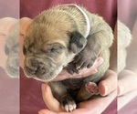 Puppy Violet Great Dane
