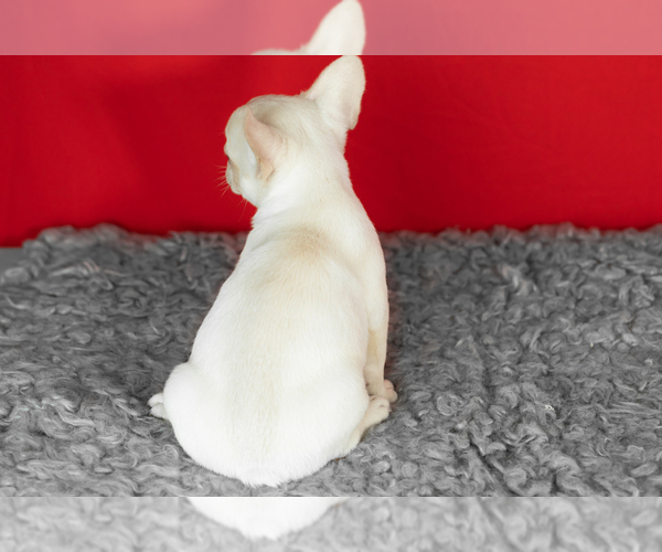Medium Photo #4 French Bulldog Puppy For Sale in NAPPANEE, IN, USA