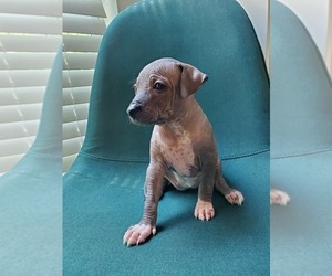 Xoloitzcuintli (Mexican Hairless) Puppy for Sale in MATTHEWS, North Carolina USA