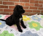 Small Photo #16 Springerdoodle Puppy For Sale in GADSDEN, AL, USA