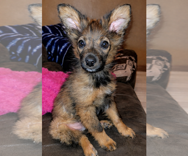 Medium Photo #4 Mutt Puppy For Sale in Laramie, WY, USA