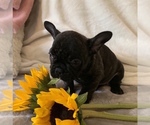 Small Photo #4 French Bulldog Puppy For Sale in CHARLESTON, SC, USA