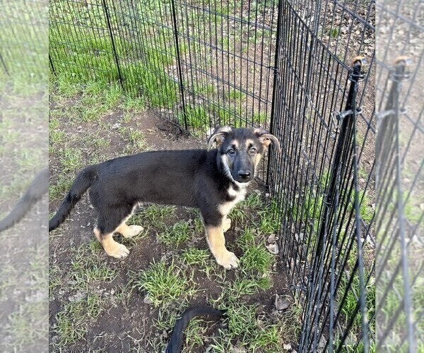 Medium Photo #5 German Shepherd Dog Puppy For Sale in SACRAMENTO, CA, USA