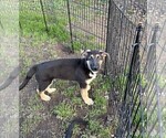 Small #4 German Shepherd Dog