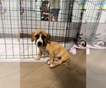 Small #2 Mutt