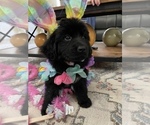 Small Photo #24 Newfoundland Puppy For Sale in TREMONTON, UT, USA