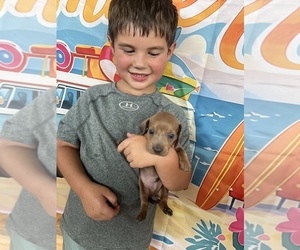 Dachshund Puppy for sale in S BRUNSWICK, NC, USA